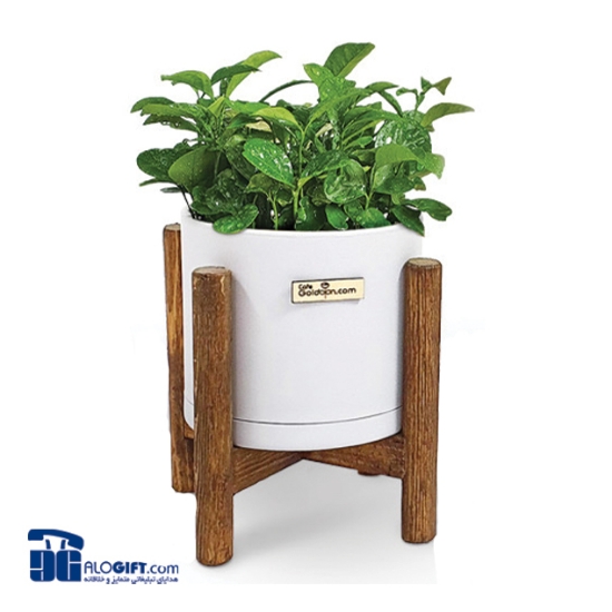 تصویر   سبزه مرکبات با گلدان  پایه دارتبلیغاتی