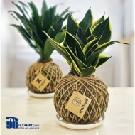 تصویر  کوکداما کوچک تبلیغاتی 